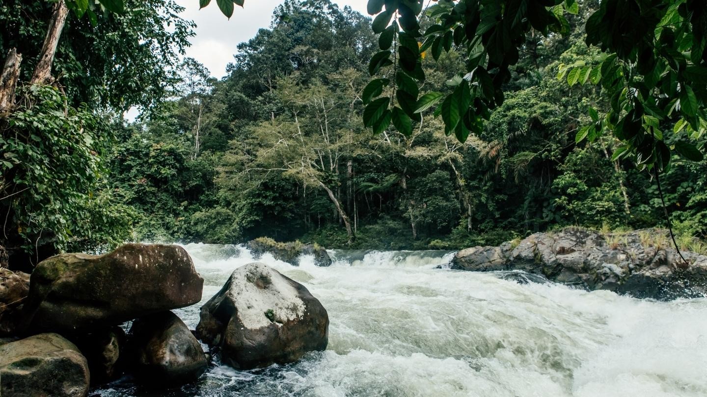Katingan Peatland Restoration and Conservation Project: