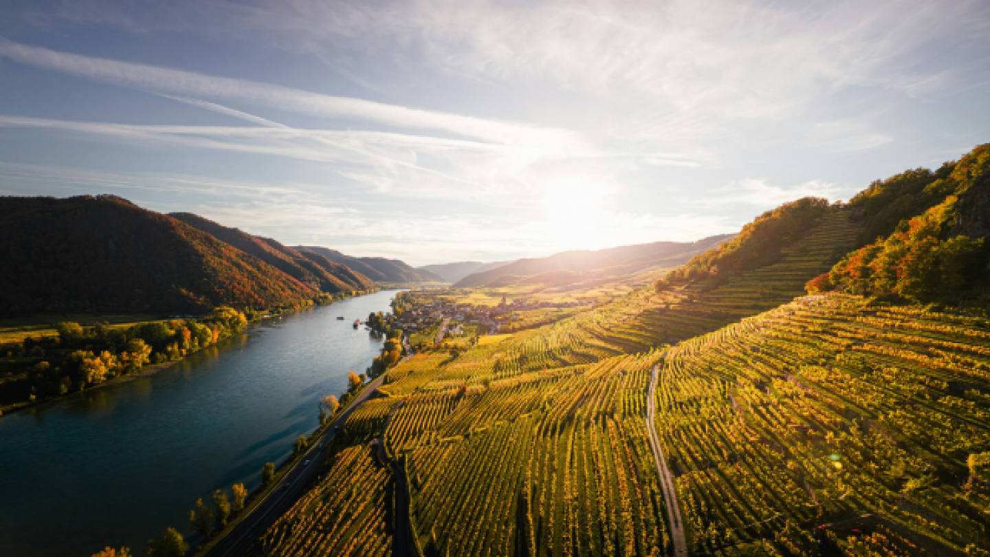 Scenic Aerial View of Wachau Vineyards in Autumn